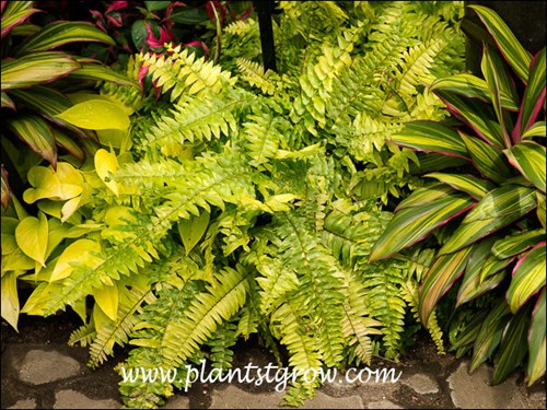 Ritas Gold Boston Fern (Nephrolepis exaltata) 
 growing with some 